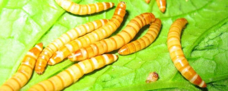 黄粉虫吃什么食物，如何防治 黄粉虫吃什么食物?黄粉虫饲料