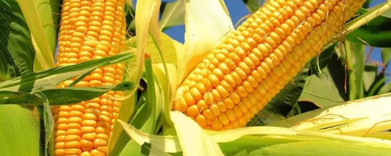 玉米种肥用啥肥料，施肥后不覆土可以吗