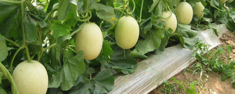 香瓜种植方法，春季露地香瓜种植技术