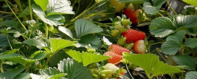 草莓的种植详细过程记录，什么季节种植合适