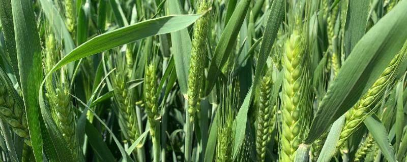 小麦抽穗期，能浇水吗 小麦抽穗期能施肥吗