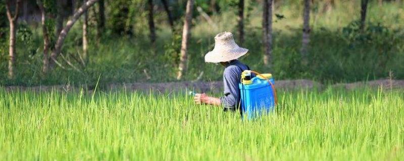 水稻直播田除草什么时候打，打完除草剂多久上水