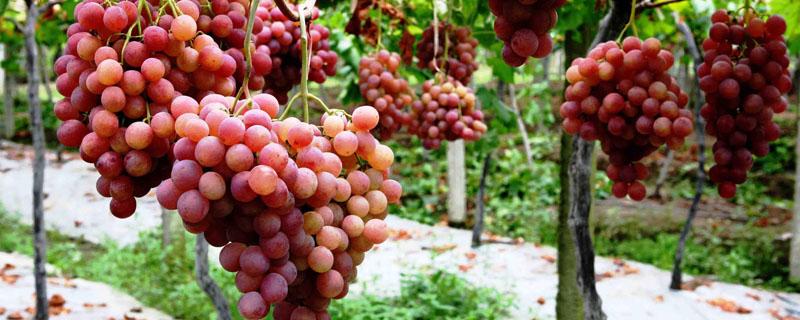 中原地区种植葡萄始于东汉还是西汉（中原地区种植葡萄原始于哪里）
