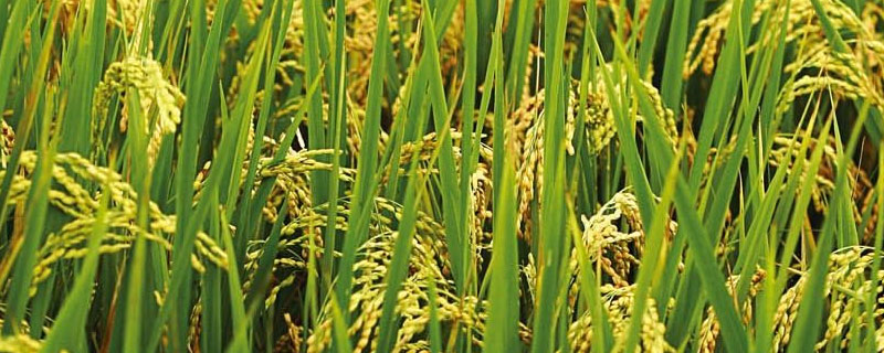 水稻破口期打什么药好 水稻破口期可以打药吗