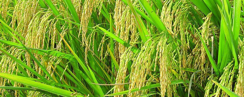 水稻草可以用来做什么（稻草可以做草吗）