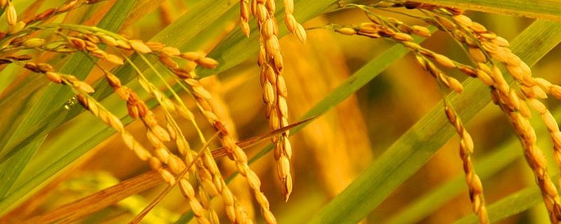 水稻和稗草的关系 水稻和稗草的区别在于是否有(