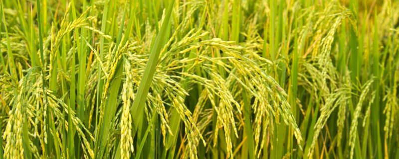 被认为我国现存最早总结江南水稻地区栽培技术的一部农书是
