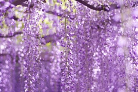 紫藤花的寓意和象征
