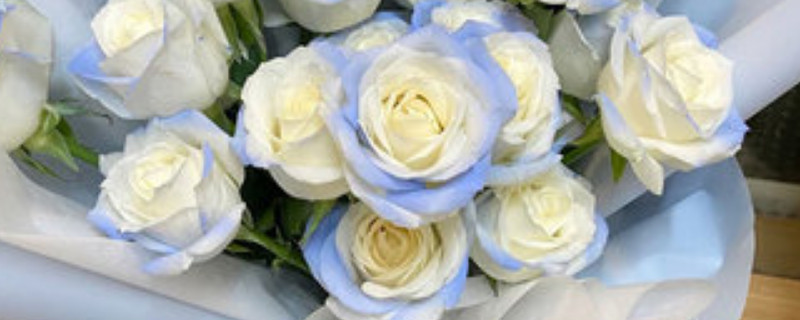 碎冰蓝玫瑰是染色的吗 密西根碎冰蓝玫瑰是染色的吗