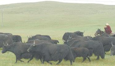 牦牛怎样进行放牧育肥 育肥牦牛的饲喂方式