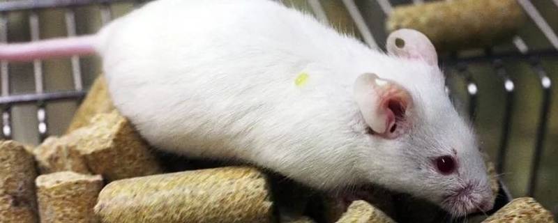 小白鼠是什么动物 小白鼠是什么动物恒温的还是变温的