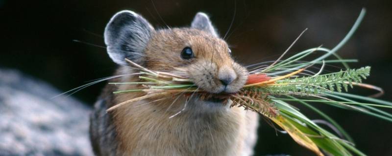 老鼠被粘鼠板粘住多久能死 为什么被粘鼠板粘住的老鼠会死