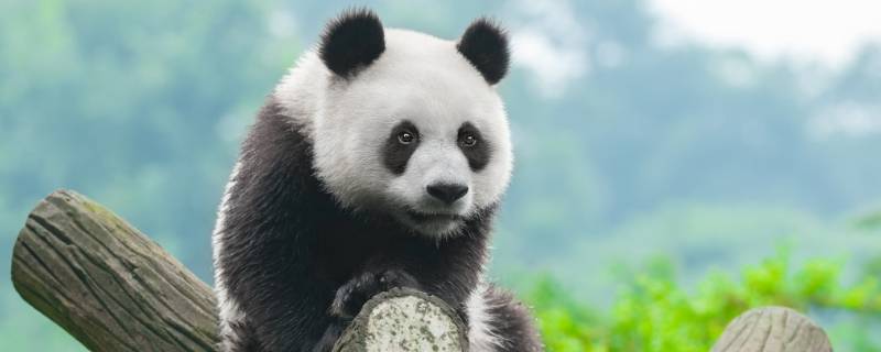 熊猫为什么是熊科（熊猫为什么是熊科动物）
