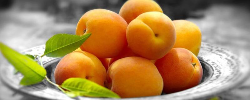 白杏和黄杏的区别是什么（白杏和普通杏的区别）