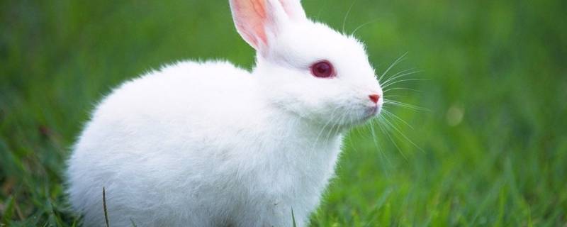 小白兔怎么吃萝卜 小白兔怎么吃萝卜形容词