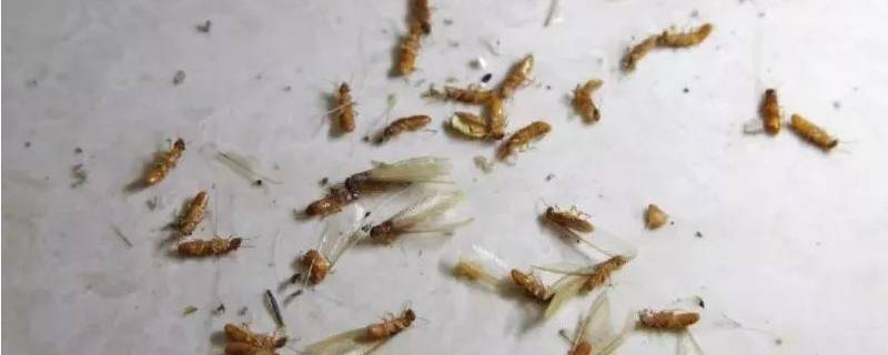 飞蚁出现的原因 有飞蚁是怎么回事