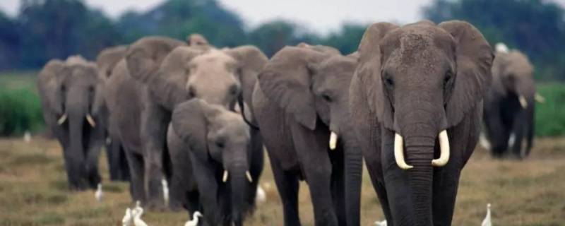 如何保护大象（如何保护大象不少于三条英语）
