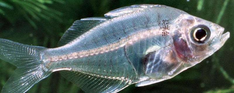 透明鱼的特点 透明鱼百科