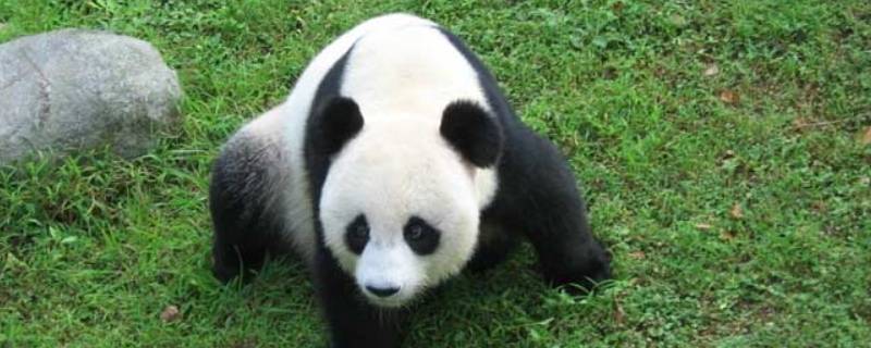 大熊猫有哪些种类 大熊猫有哪些种类分别有多少只