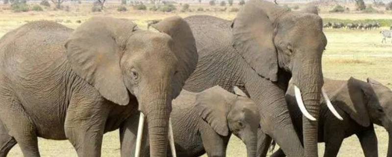 大象的耳朵耷拉着有什么作用 大象的耳朵耷拉着有什么用处