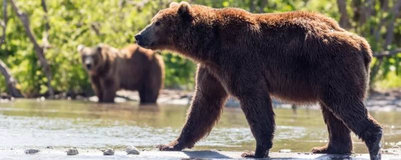 棕熊的特点 棕熊的特点和生活特征