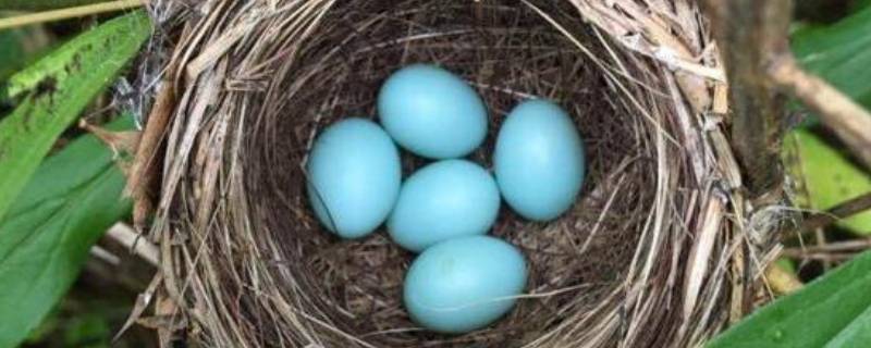淡绿色蛋壳是什么鸟的蛋（淡蓝色蛋壳的是什么鸟的蛋）
