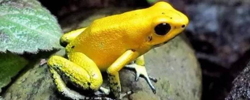 黄金箭毒蛙的特点 黄金箭毒蛙究竟有多毒