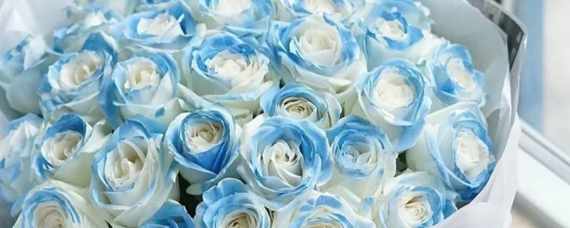 冰蓝玫瑰是染色的吗（蓝色玫瑰是染色的吗）