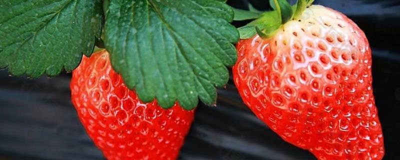 草莓季节是几月份吃 吃草莓的季节是几月份吃草莓怎么样