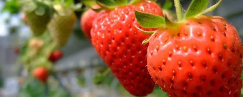 草莓是水果吗（草莓是水果么）