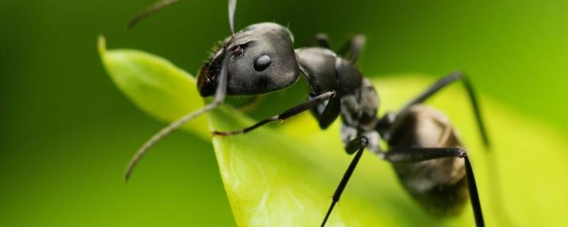 蚂蚁有什么生活习性