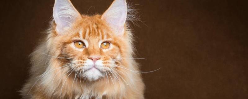 猫咪耳朵多久清理一次 多久给猫咪清理一次耳朵