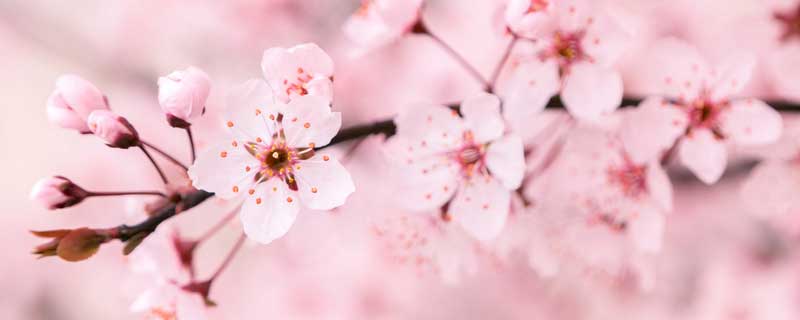 樱花为什么是日本的国花 樱花为何是日本的国花