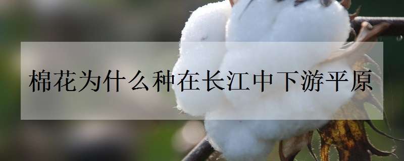 棉花为什么种在长江中下游平原 棉花为什么是长出来的