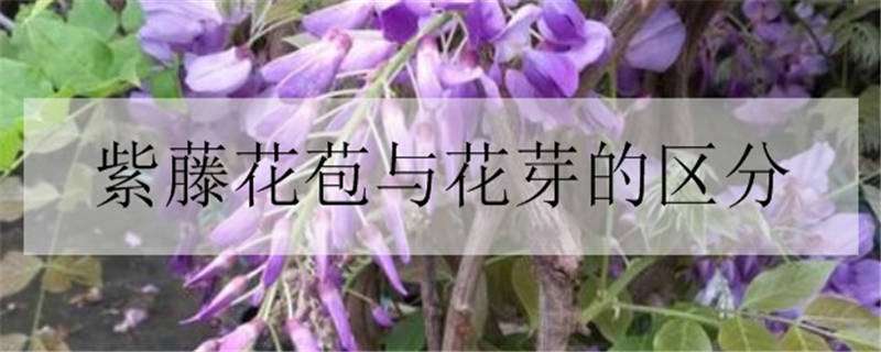 紫藤花苞与花芽的区分