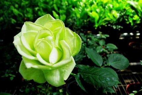 淡绿色的玫瑰叫什么 淡绿色的玫瑰叫什么品种