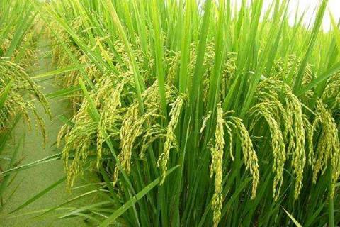 水稻破口期是什么时间 养护技巧有哪些