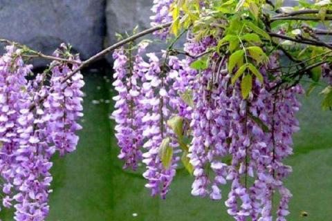 紫藤花盆栽种植方法 紫藤花盆栽种技术视频