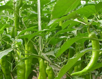 辣椒作物施肥技术 怎么施肥能高产