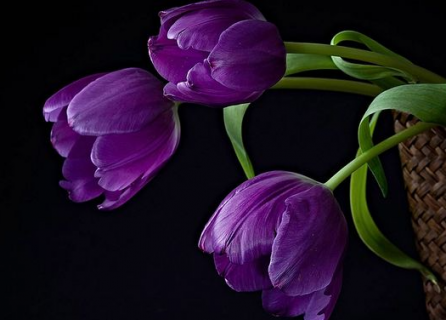 紫色郁金香的寓意是什么 紫色郁金香的寓意是什么呢