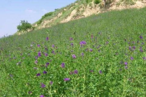 紫花苜蓿用什么除草剂