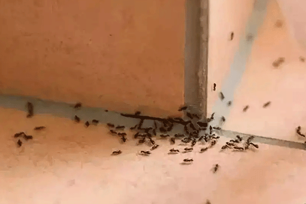 厨房为什么会有蚂蚁（厨房为什么会有蚂蚁怎么弄）