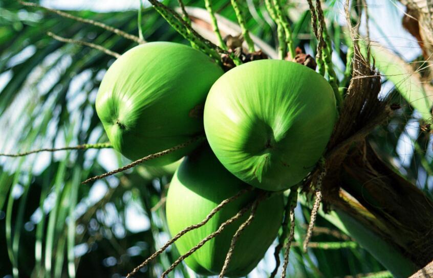 椰子产地以及它的生长环境、品种