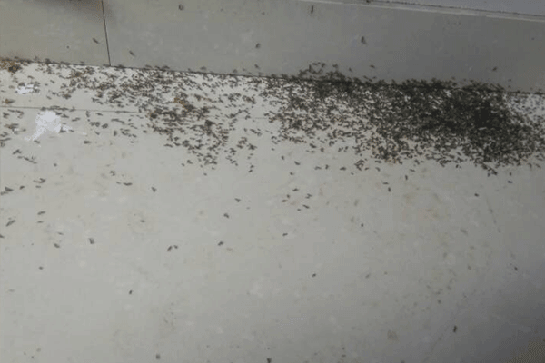 厨房为什么会有蚂蚁 厨房有蚂蚁怎么办能消灭