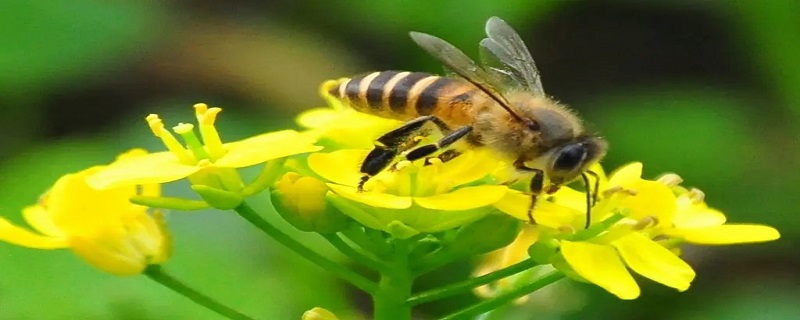 怎样防止蜜蜂拉屎在衣服上 蜜蜂总在衣服拉屎怎么驱赶蜜蜂