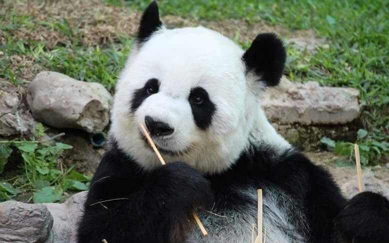 痛心！旅泰大熊猫“林惠”离世