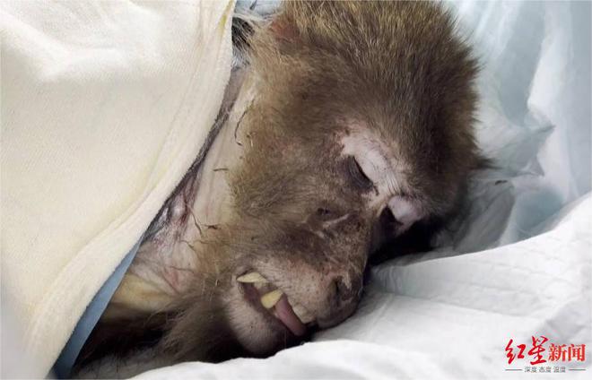 峨眉山老猴王卫冕失败险丧命，或在救助点养老，曾统治洗象池猴群10余年